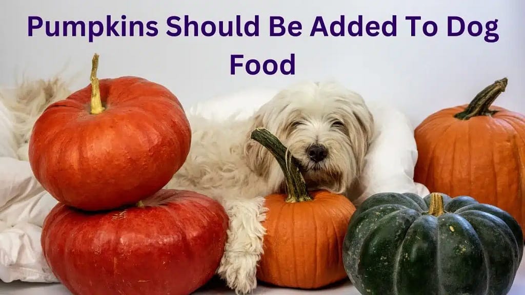 How Many Pumpkins Should Be Added To Dog Food