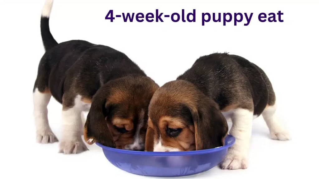 How Much Soft Food Should A 4 Week Old Puppy Eat