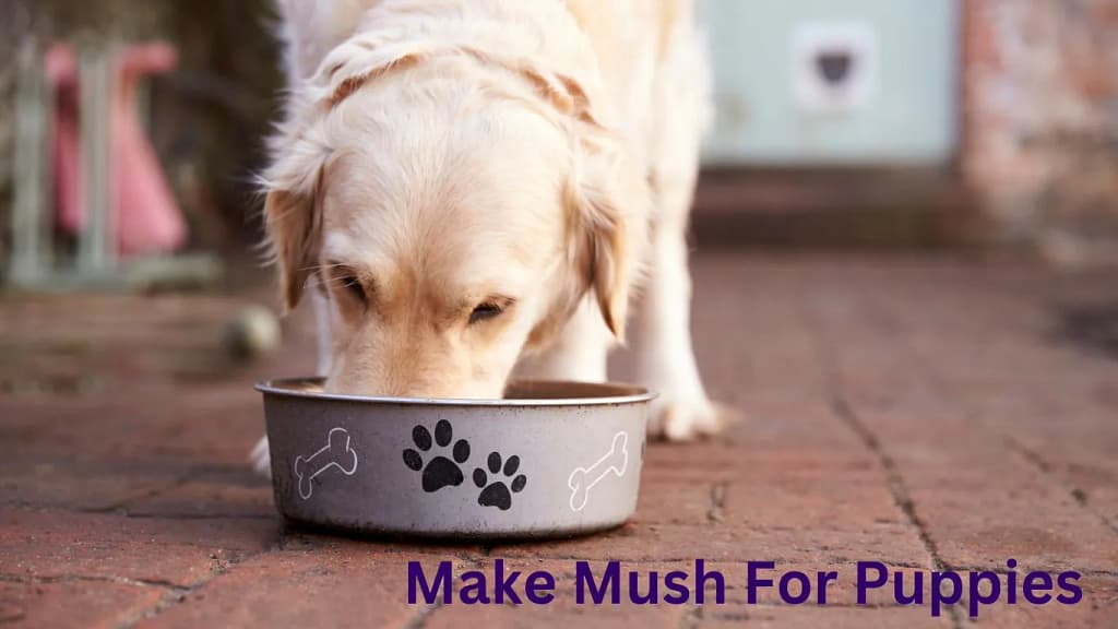 How To Make Mush For Puppies