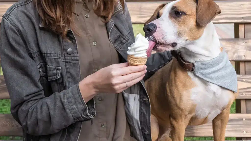 Can Dogs Safely Eat Strawberry Ice Cream