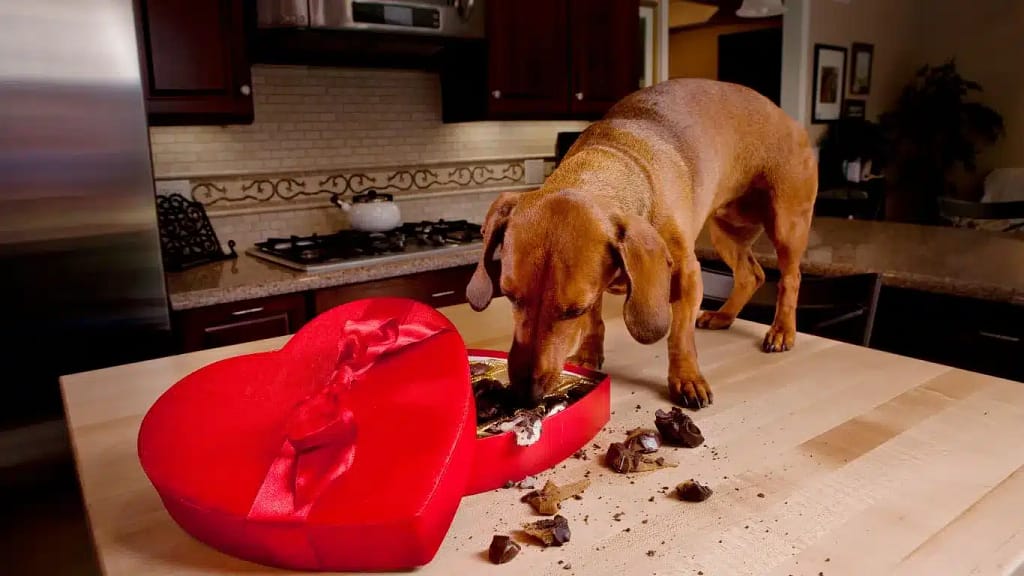 Why Is Chocolate Bad For Dogs 2