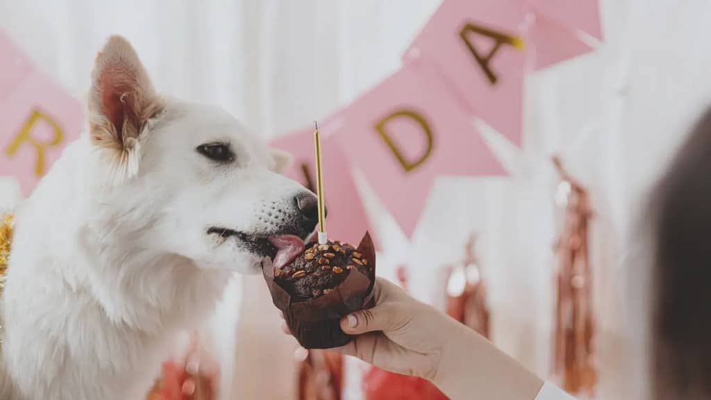 Can dog Eat cupcakes