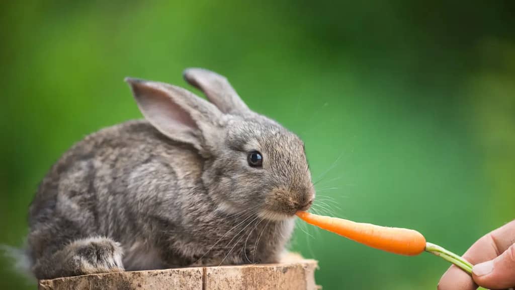 Feed My Rabbit Instead