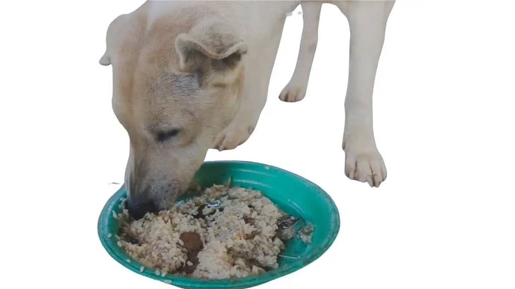 Can dog eat rice