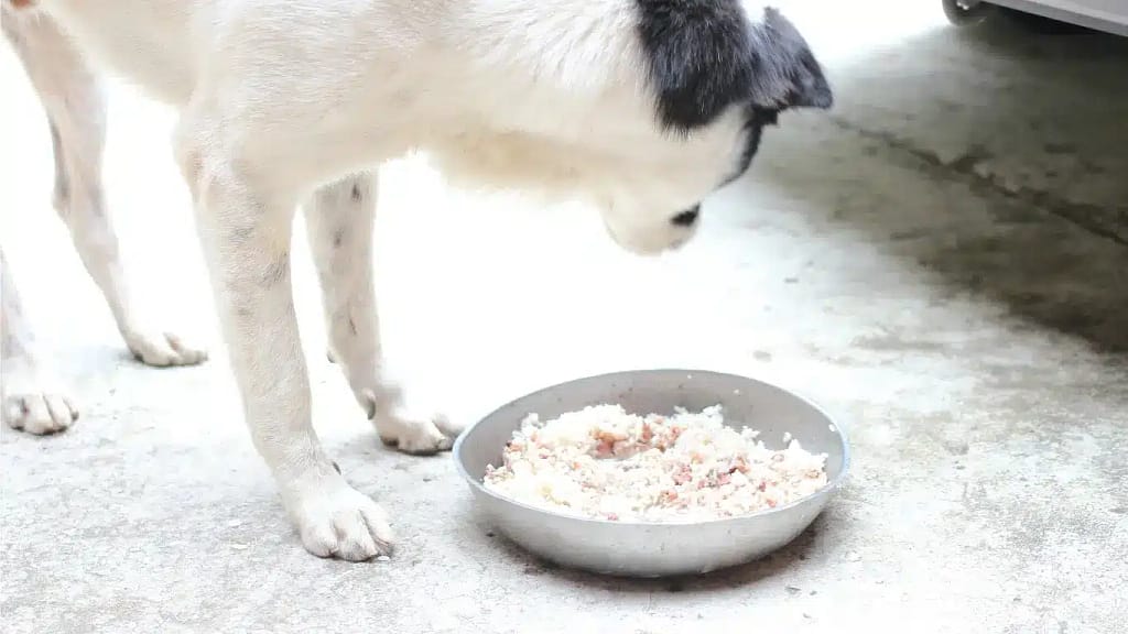 my dog not his food but eat human 1 1