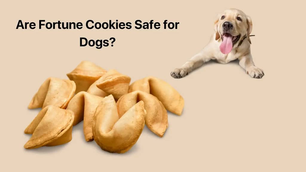 Are Fortune Cookies Safe for Dogs