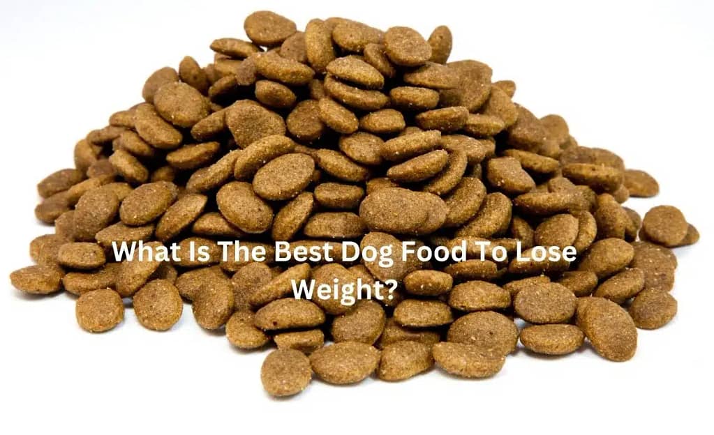What Is The Best Dog Food To Lose Weight