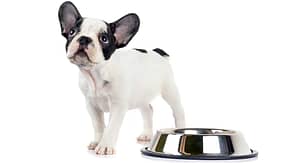 How Much Should A French Bulldog Eat
