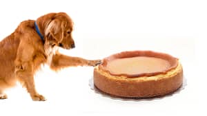 Can Dogs Have Cheesecake? 7 Most Useful Ingredients For Dogs