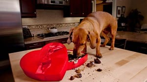 Why Is Chocolate Bad For Dogs