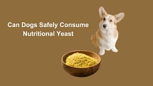 Dogs Safely Consume Nutritional Yeast