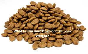 What Is The Best Dog Food To Lose Weight?
