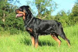 How Much Should A Completely Grown Rottweiler Eat?