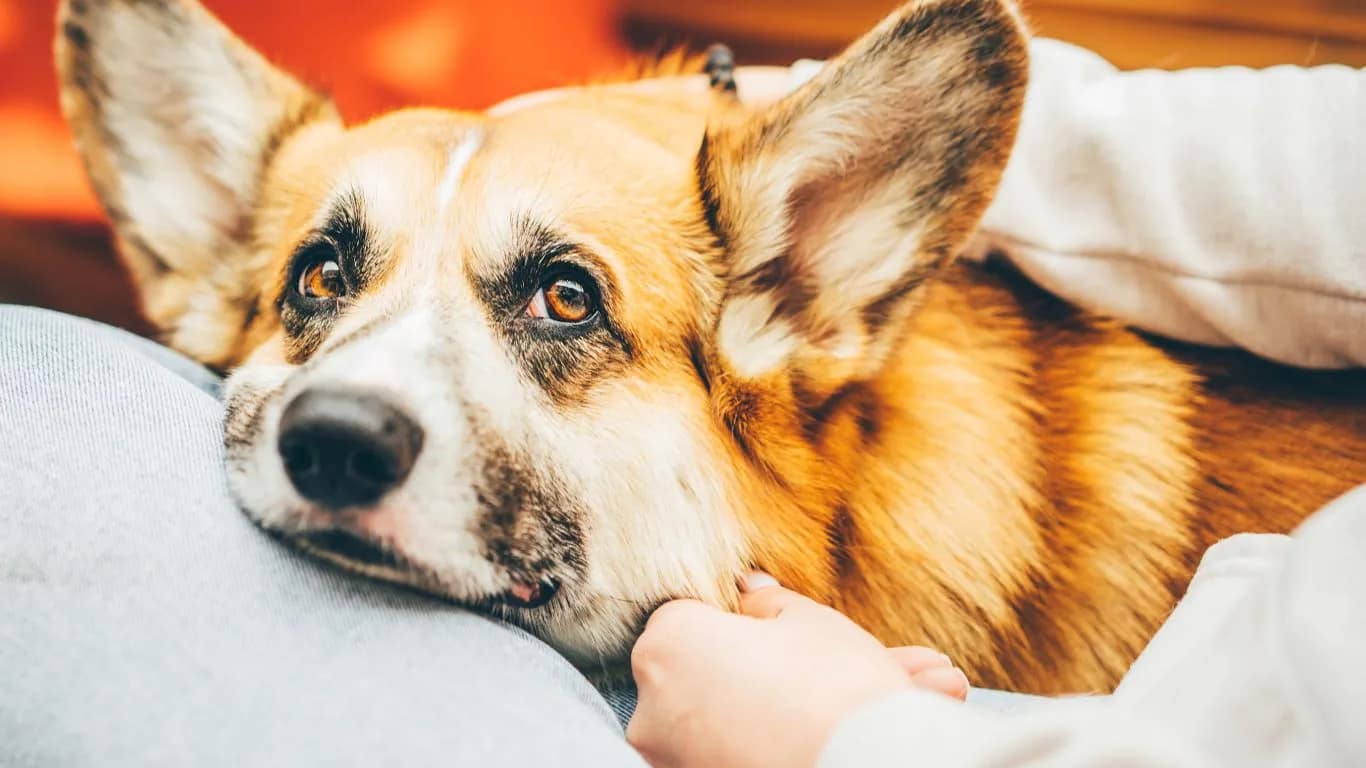 GrainFree Dog Food And Loose Stools What You Need To Know DogFoodNinja