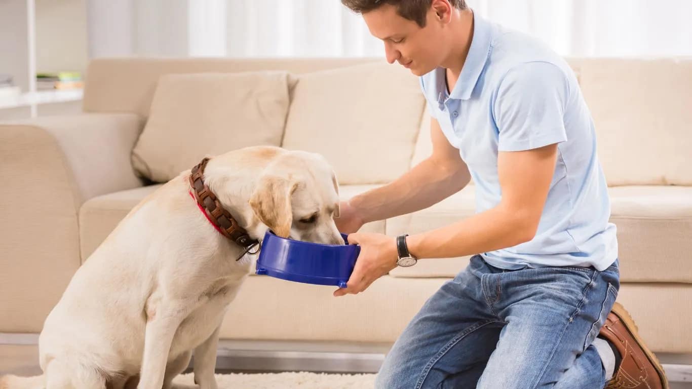 How To ForceFeed A Dog When They Won't Eat DogFoodNinja