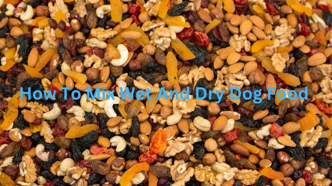 How To Mix Wet And Dry Dog Food DogFoodNinja