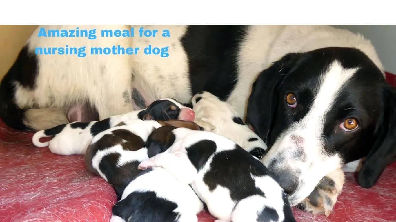 What Is The Most Amazing Meal For A Nursing Mother Dog?