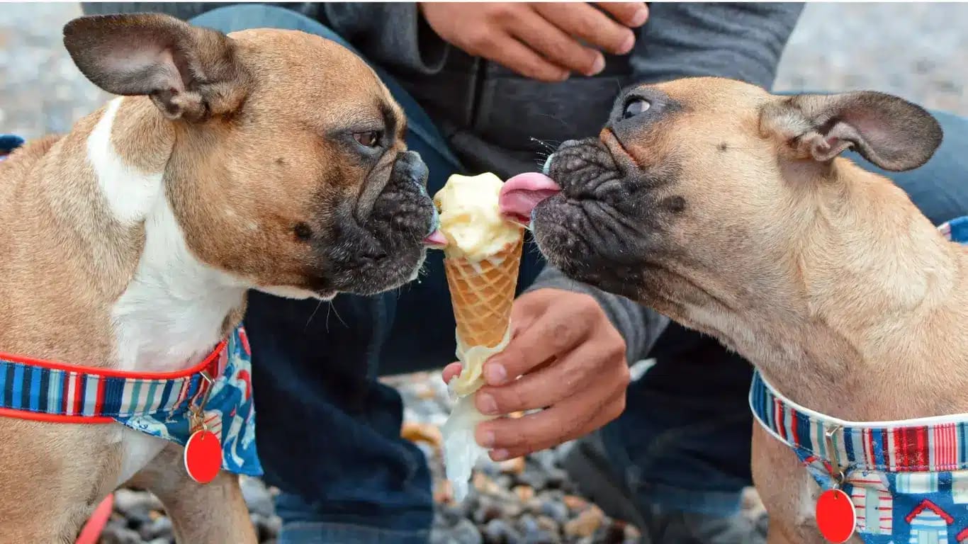 Can Dogs Eat Vanilla Wafers? An Comprehensive Guide 2024