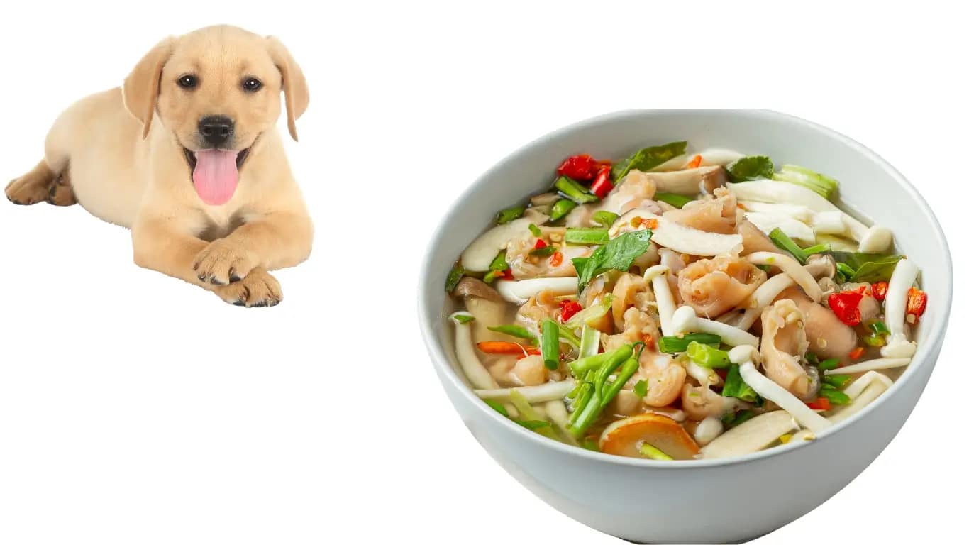 When Your Pup Meets Spice A Guide To Handling The Situation