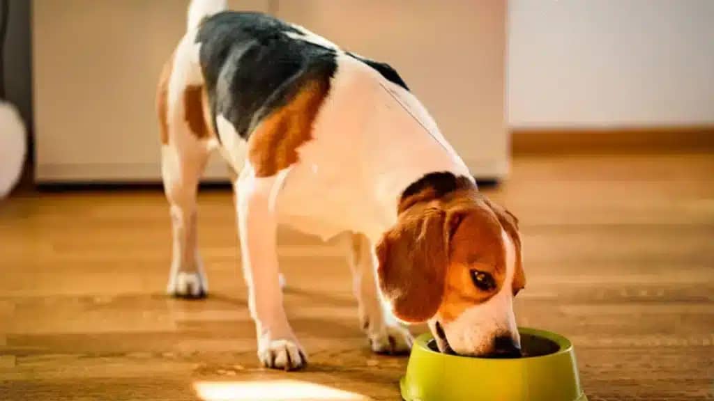 Can Dogs eat Human foods