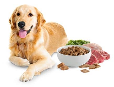 How to Keep Your Dogs Food Fresh