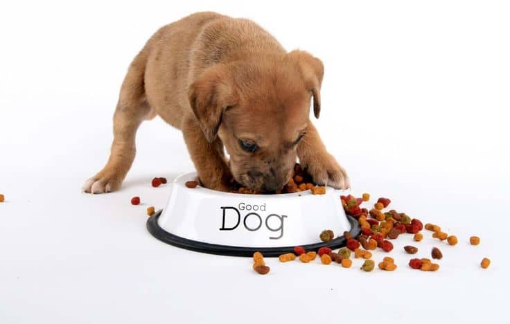 How to Keep Your Dog’s Food Fresh:
